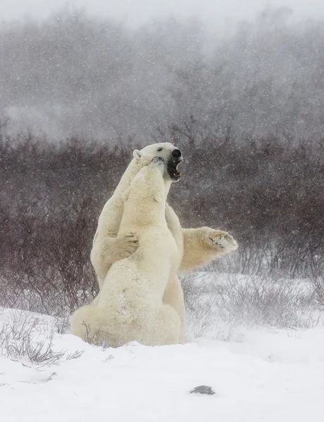 Isbjörn på snö — Stockfoto