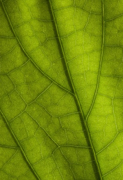 Green leaf close-up — Stock Photo, Image