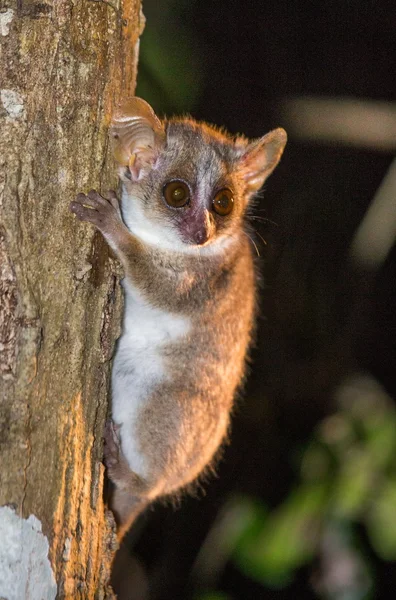 Ładny lemur na drzewie — Zdjęcie stockowe