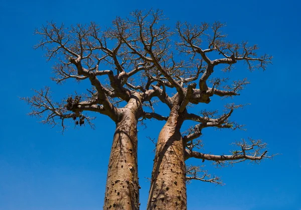 Baobab na pozadí oblohy — Stock fotografie