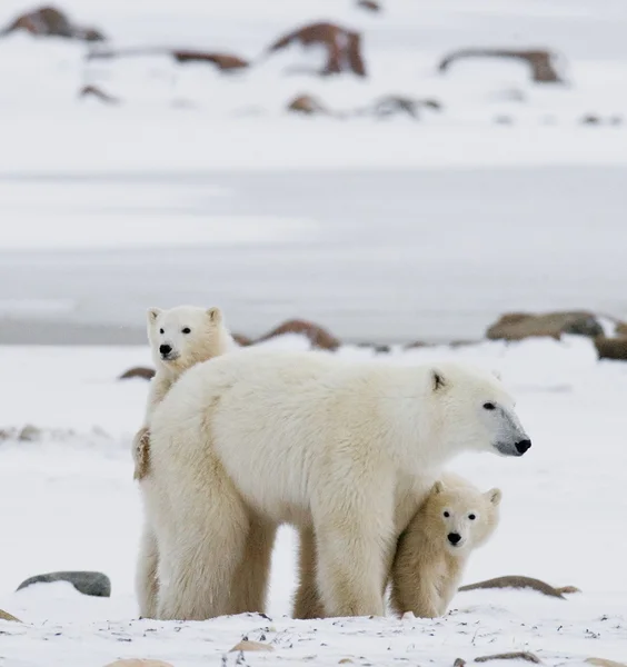 Kutup ayısı yavruları ile