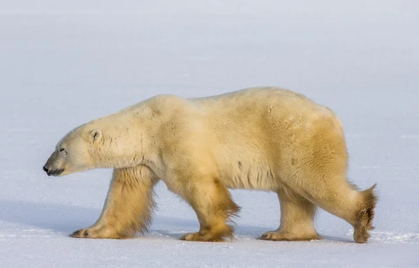 Білий ведмідь на снігу — стокове фото