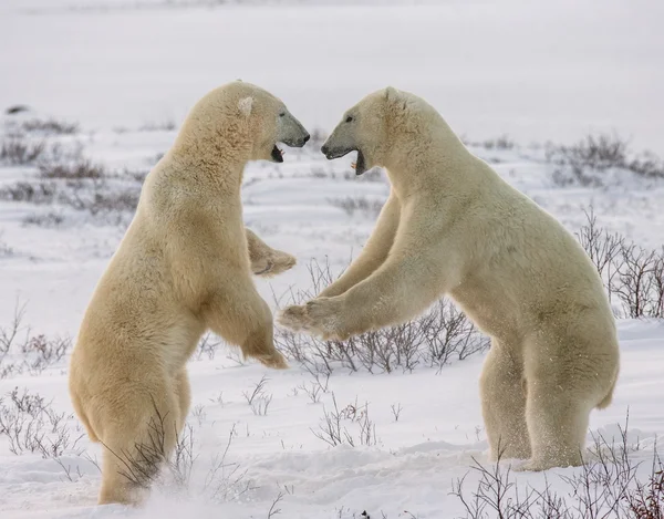 Lutte contre les ours polaires — Photo