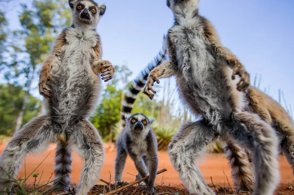 Lemurlar catta açık havada — Stok fotoğraf