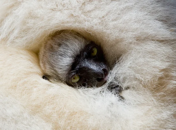 Lémur sifaka sedoso — Foto de Stock