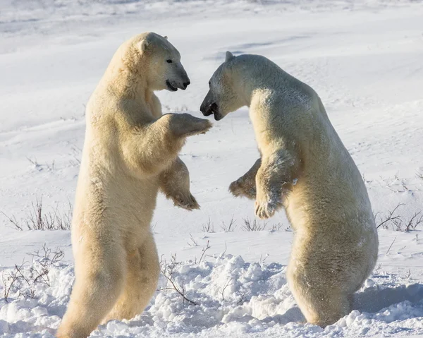 ホッキョクグマの闘い — ストック写真