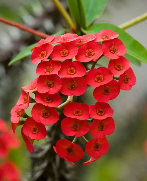 赤い花が咲いて — ストック写真