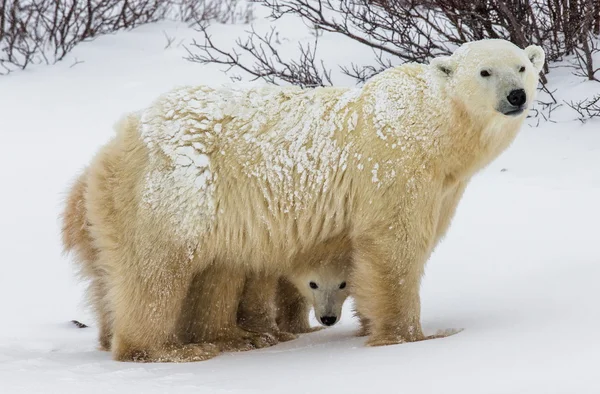 Ours polaire sur neige — Photo