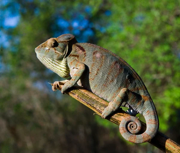 Caméléon sur la branche gros plan — Photo