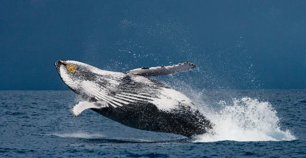 Ballena jorobada saltando del agua — Foto de Stock