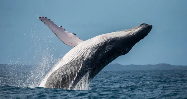 Balena megattere che salta fuori dall'acqua — Foto Stock