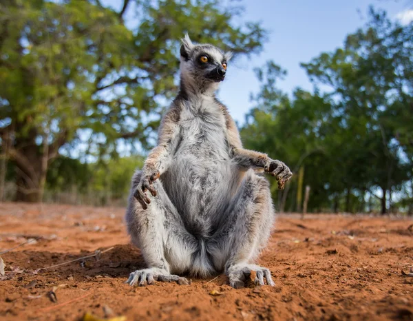 Lemur catter utomhus — Stockfoto