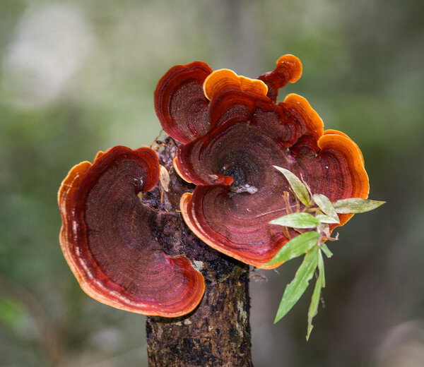 Mushrooms in on a trunk tree