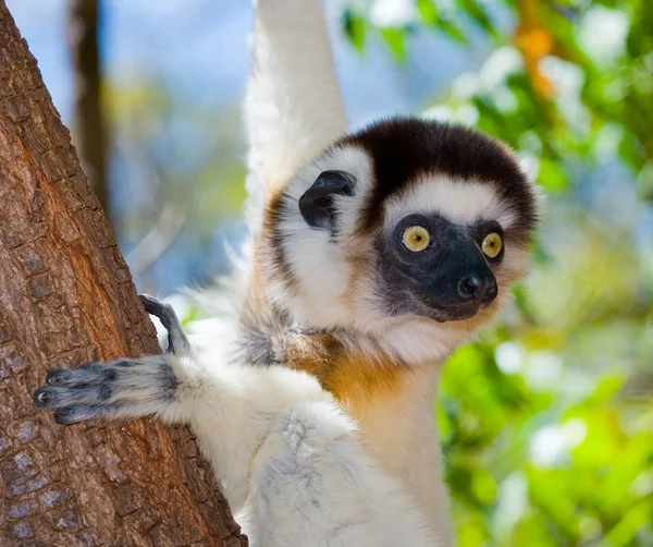 Lemur silkeslen Sifaka.på — Stockfoto