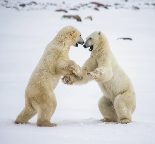 Kampf der Eisbären — Stockfoto