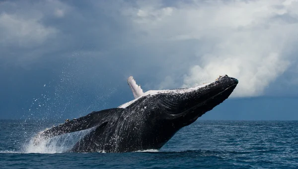 Горбатый кит выпрыгивает из воды — стоковое фото