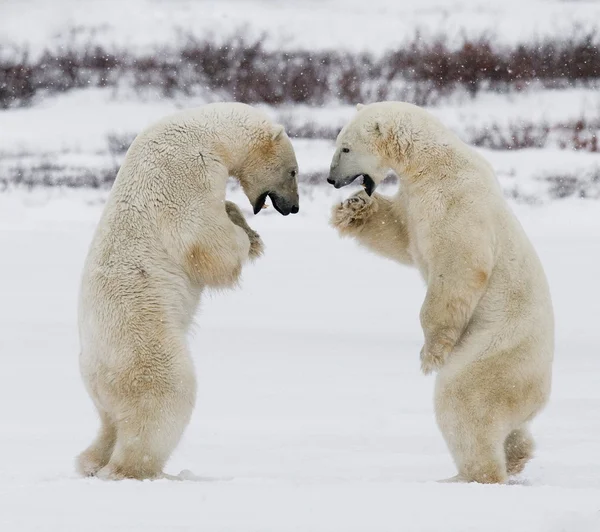 Lutte contre les ours polaires — Photo