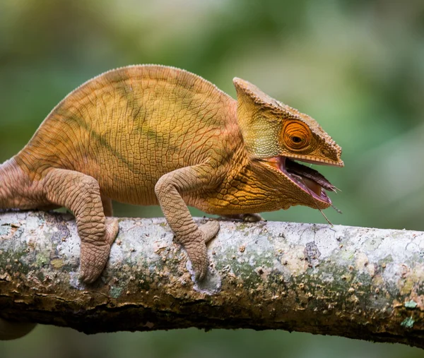 Chameleon on the branch close up — Stock Photo, Image