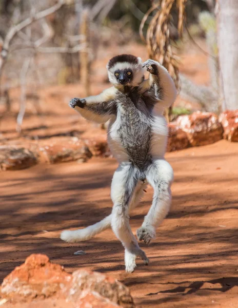 Hedvábná sifaka lemur — Stock fotografie