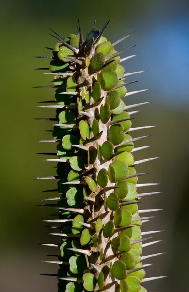 Kaktus med långa Taggar — Stockfoto