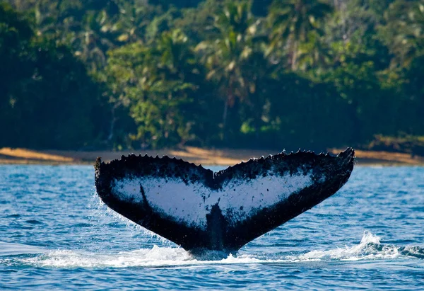 水の外に飛び出すのザトウクジラ — ストック写真