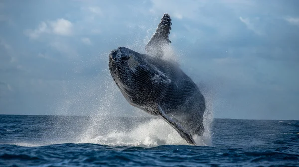 Buckelwal springt aus dem Wasser — Stockfoto