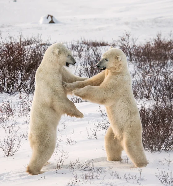 Kampf der Eisbären — Stockfoto