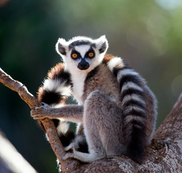 Lemur catta buitenshuis — Stockfoto