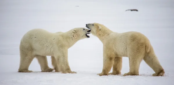 Битва полярних ведмедів — стокове фото