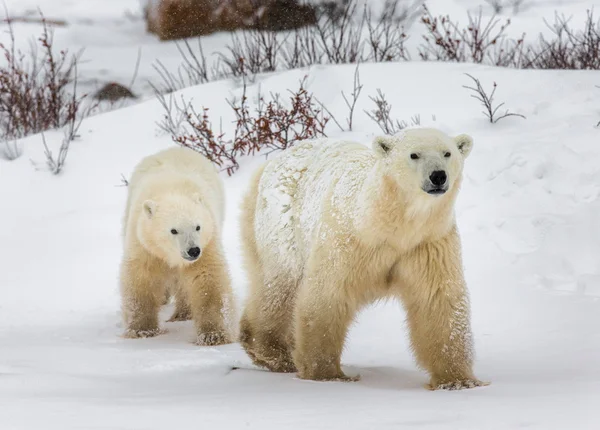 若いホッキョクグマのカップル — ストック写真