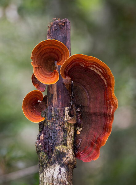 Mushrooms in on a trunk tree