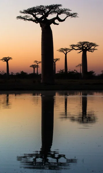 Baobabs på himmel bakgrund — Stockfoto
