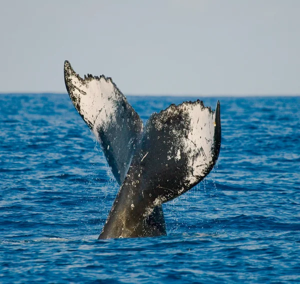 Ballena jorobada saltando del agua — Foto de Stock