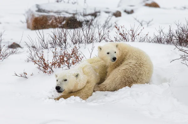 Par unga isbjörnar — Stockfoto