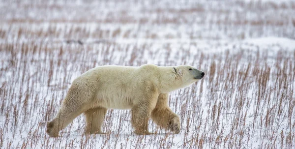 눈 위에 있는 북극곰 — 스톡 사진