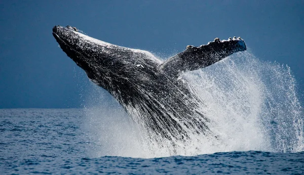 Baleine à bosse sautant hors de l'eau — Photo