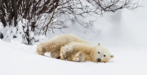 Isbjörn på snö — Stockfoto