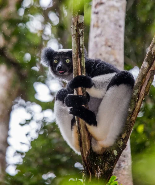 Lemur asomándose de un árbol —  Fotos de Stock