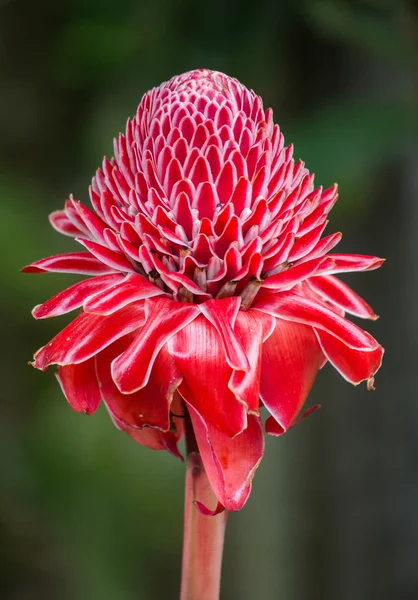Flor vermelha florescendo — Fotografia de Stock