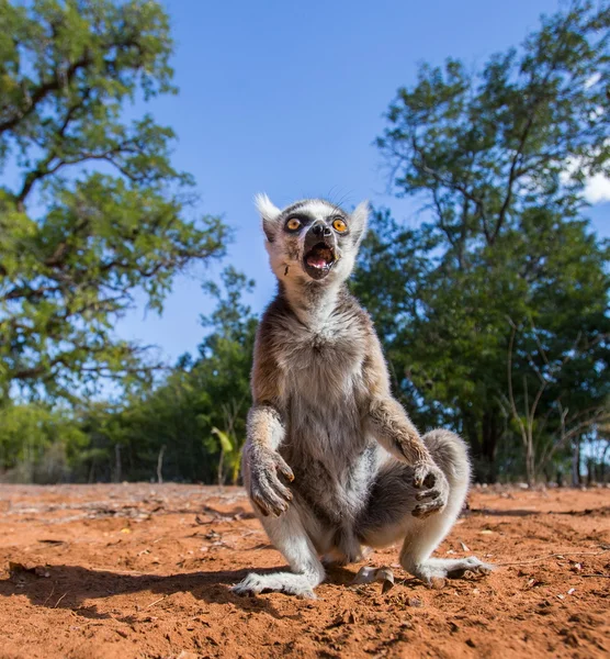 Lemur catta al aire libre — Foto de Stock