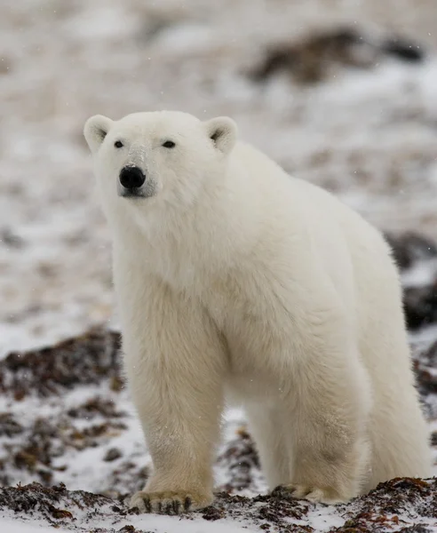 Orso polare sulla neve — Foto Stock