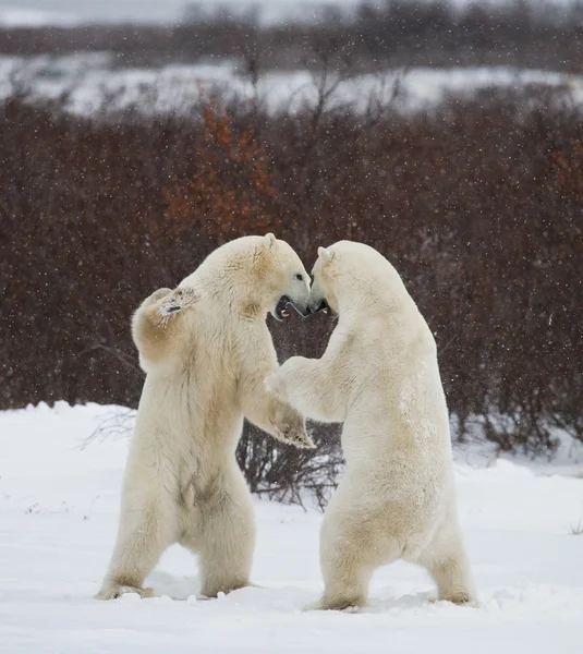 ホッキョクグマの闘い — ストック写真