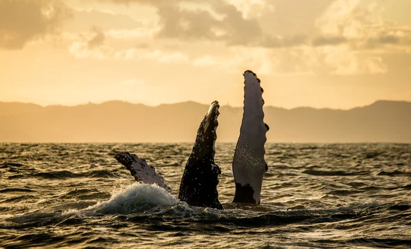 Hosszúszárnyú bálna ugrott ki a vízből — Stock Fotó