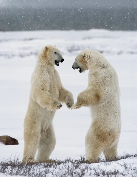 Lucha de osos polares — Foto de Stock