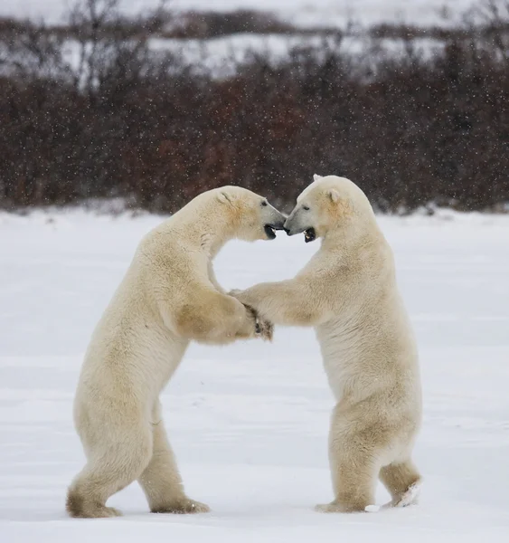 Boj o ledních medvědů — Stock fotografie