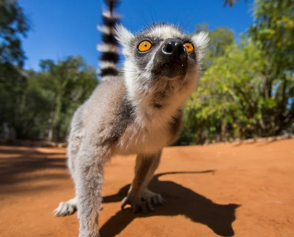 Lemur catter utomhus — Stockfoto