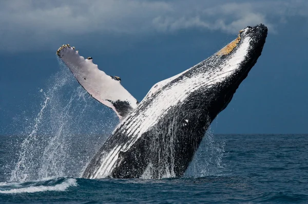 水の外に飛び出すのザトウクジラ ロイヤリティフリーのストック画像