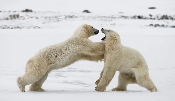 Lucha de osos polares Imagen De Stock