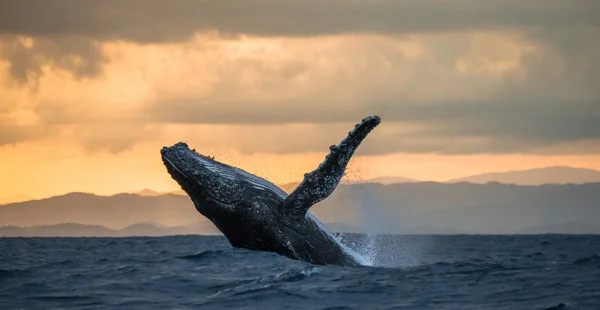 クジラ写真素材 ロイヤリティフリークジラ画像 Depositphotos