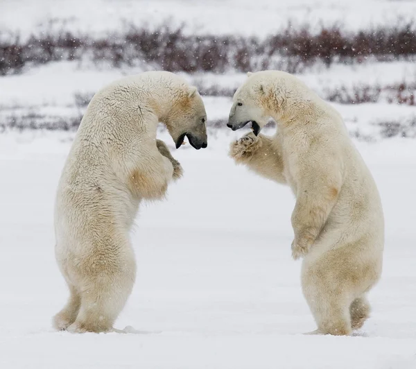 Lucha de osos polares Fotos De Stock